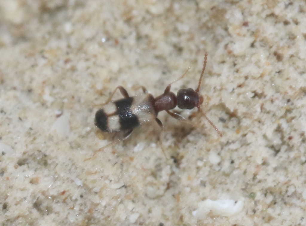 Anthicus armatus