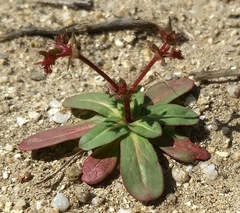 Centrostegia thurberi