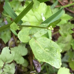 Cardamine breweri orbicularis