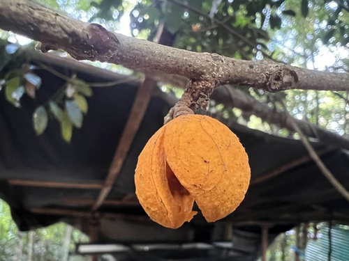 Dysoxylum oppositifolium observed 2024-02-21