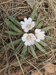 Lewisia brachycalyx