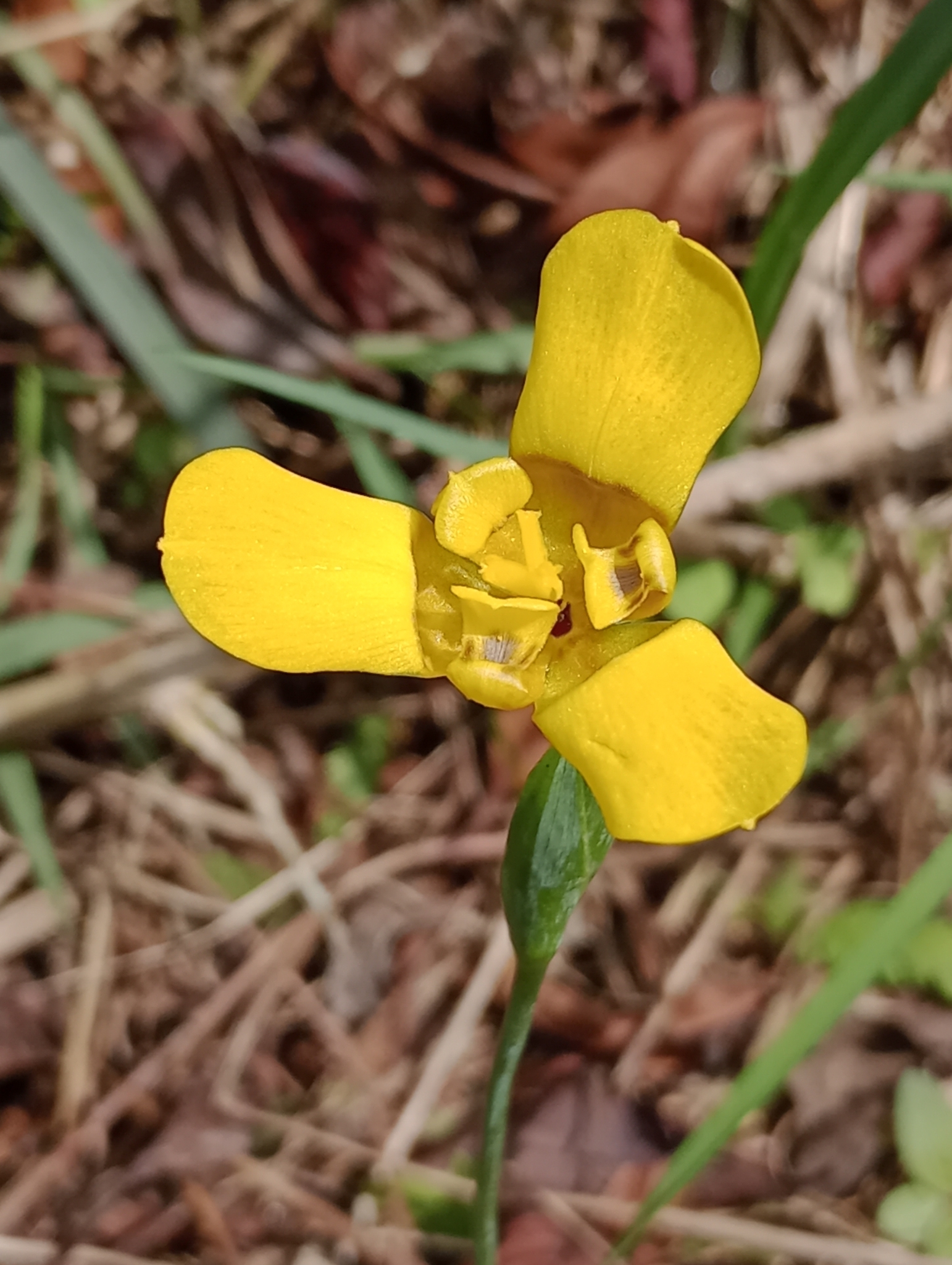 Imagem de Orquídea de chão