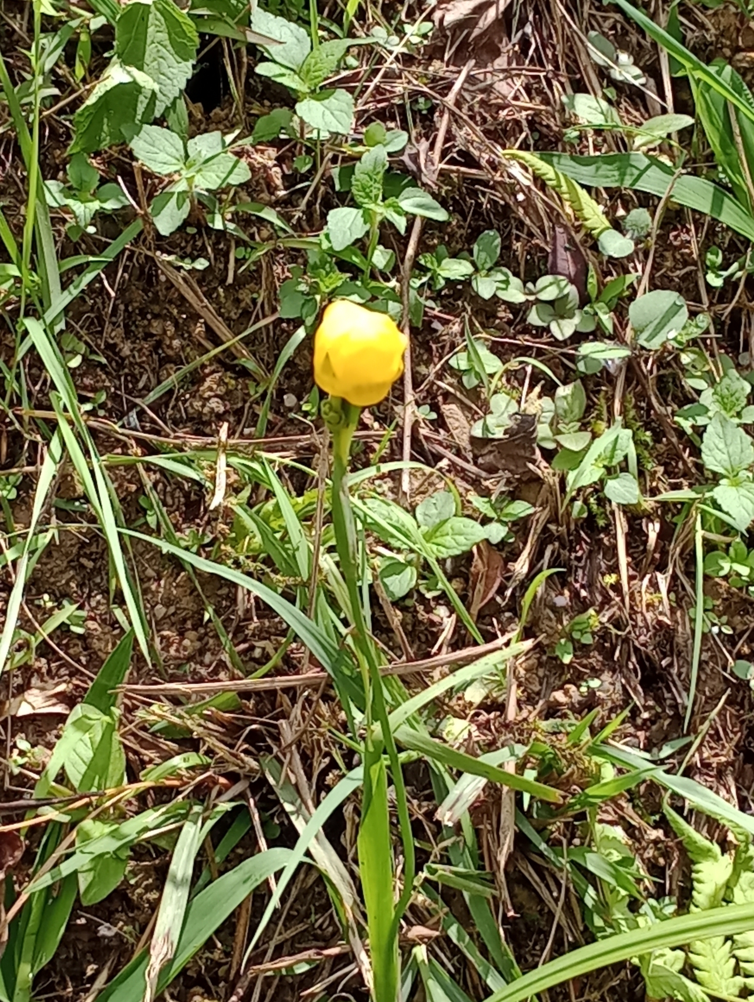 Imagem de Orquídea de chão