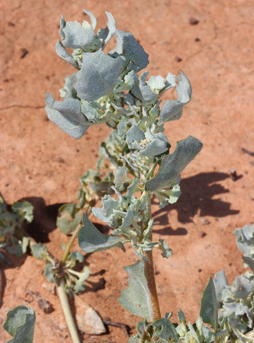 Fan saltbush (Atriplex angulata)