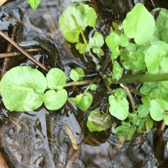 Cardamine breweri orbicularis