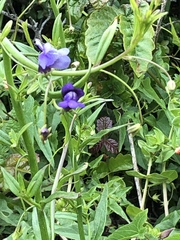 Neogaerrhinum strictum