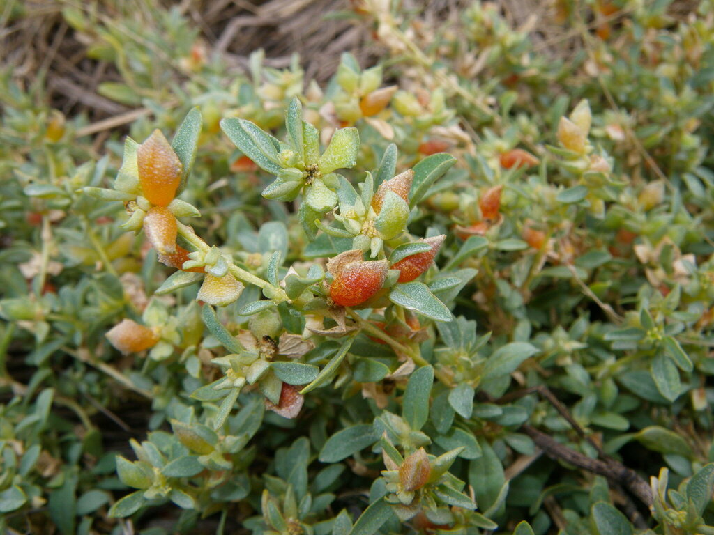 berry saltbush from Gurley NSW 2398, Australia on May 21, 2010 at 10:19 ...