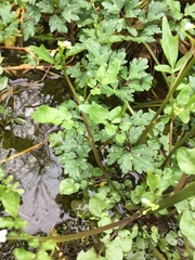 Cardamine breweri orbicularis