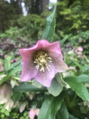 Helleborus orientalis
