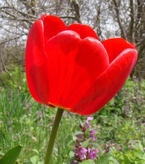 Tulipa gesneriana