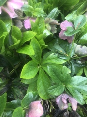Helleborus orientalis