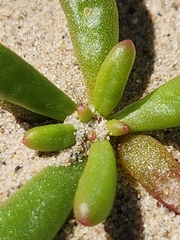 Thingia ambigua, photograph Rod, CC0, iNaturalist via GBIF