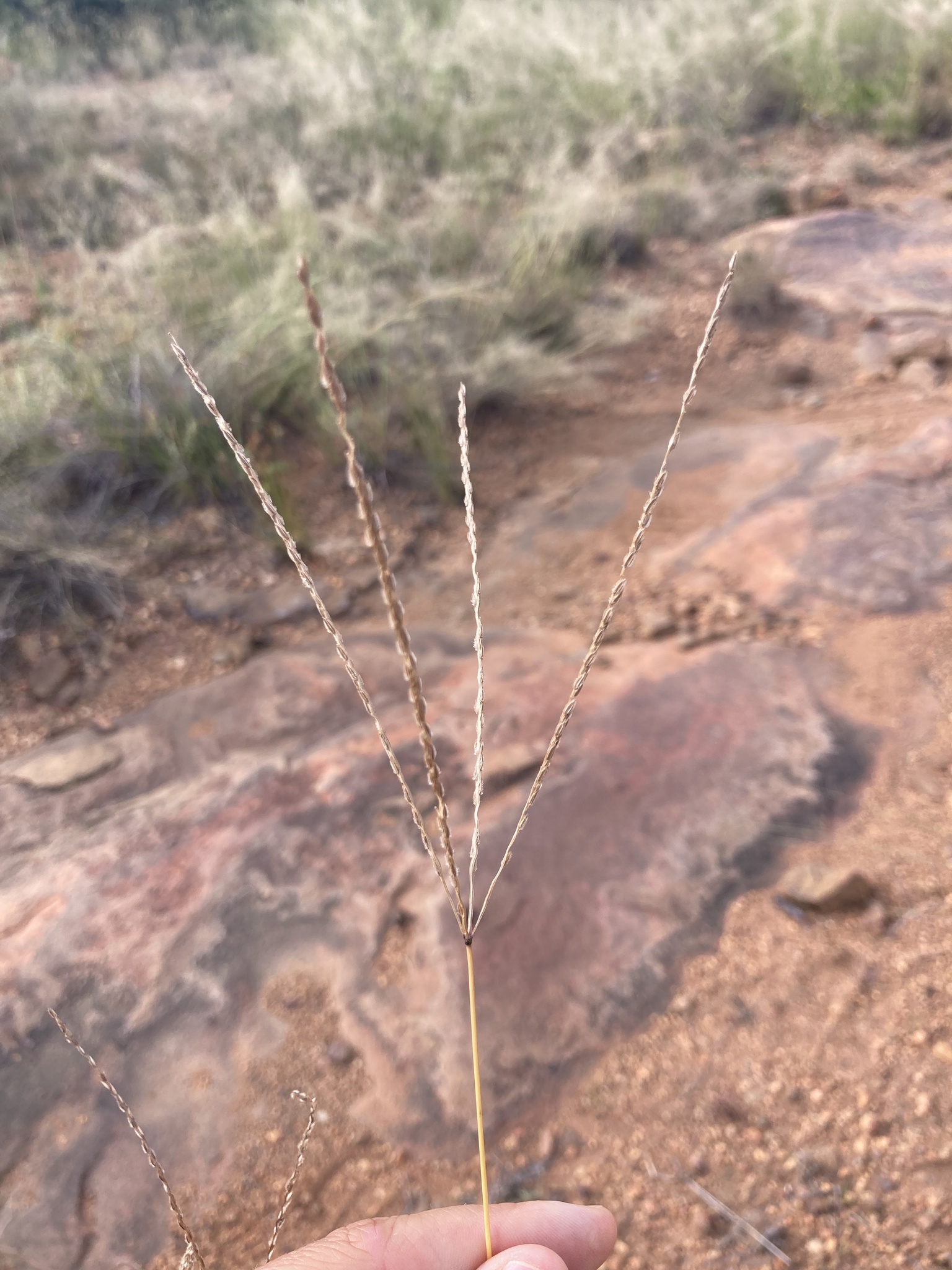 Imagem de Capim-urochloa