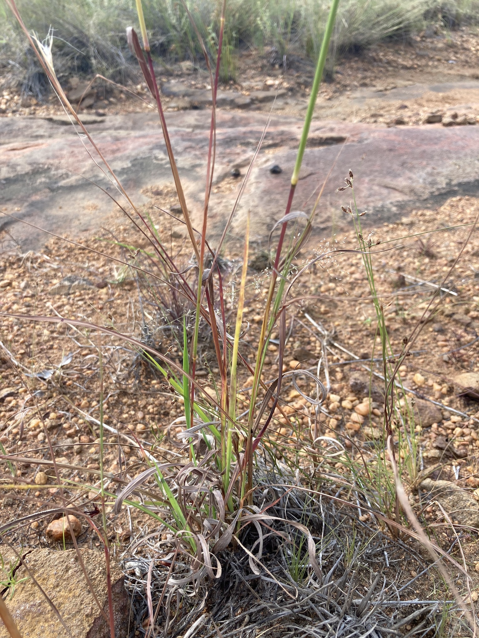 Imagem de Capim-urochloa