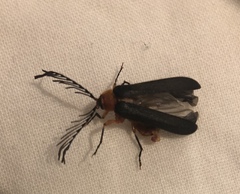 Pterotus obscuripennis