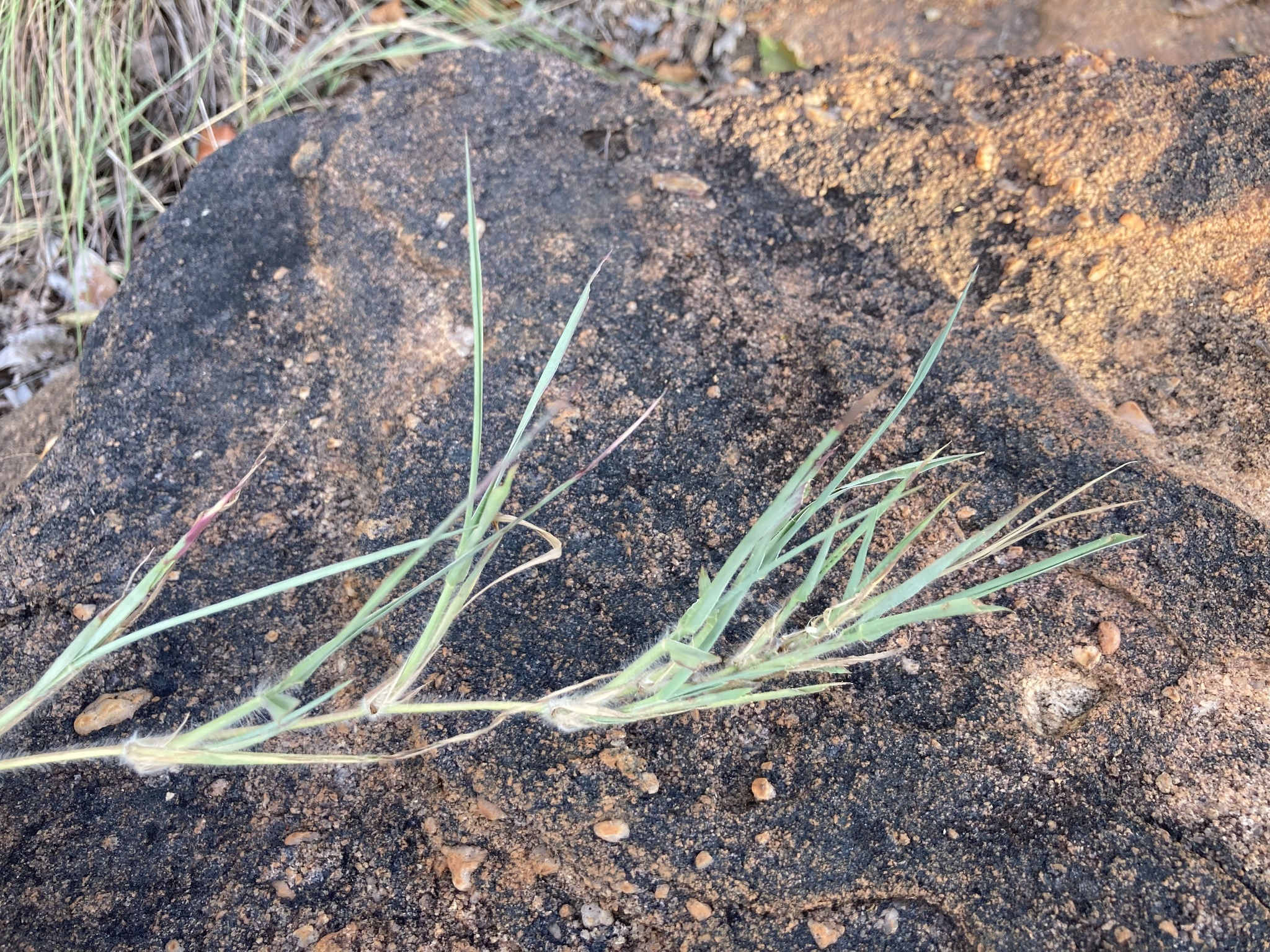 Imagem de Capim-urochloa