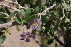 Lycium pallidum oligospermum