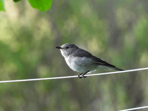 African Grey Flycatcher (Bradornis microrhynchus), photo 5