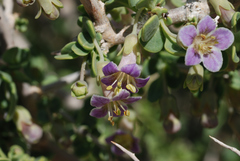 Lycium pallidum oligospermum