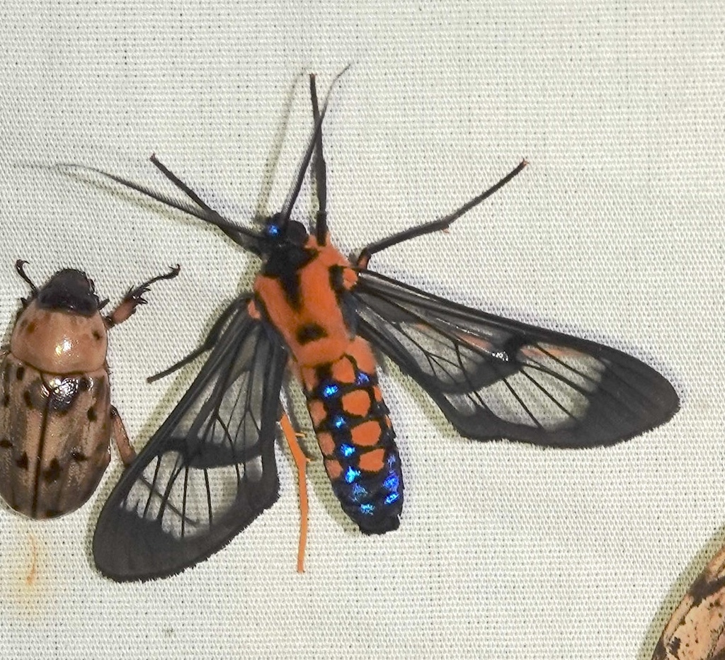 Sarosa connotata
