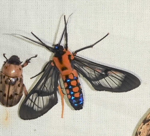 Sarosa connotata