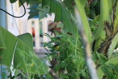 Coereba flaveola luteola