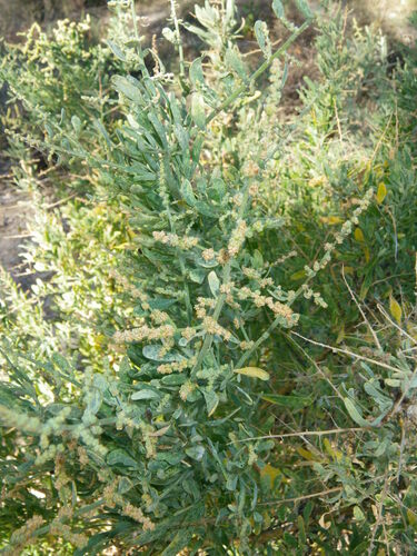 Image of Chenopodium nitrariaceum by (c) Lachlan Copeland, some rights reserved (CC BY-SA)