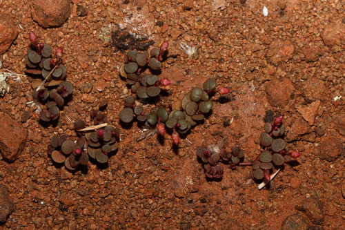 Image of Portulaca bicolor by (c) Greg Tasney, some rights reserved (CC BY-SA)