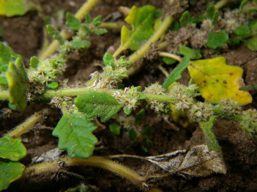Crested goosefoot (Dysphania cristata)