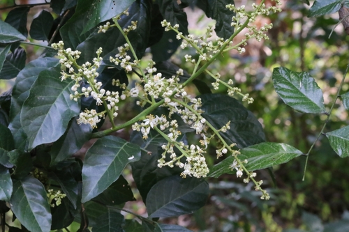 Clausena lansium