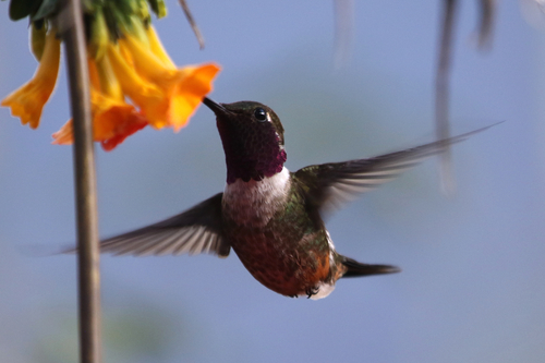 Magenta-throated Woodstar (Philodice bryantae), photo 9