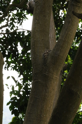 Clausena lansium