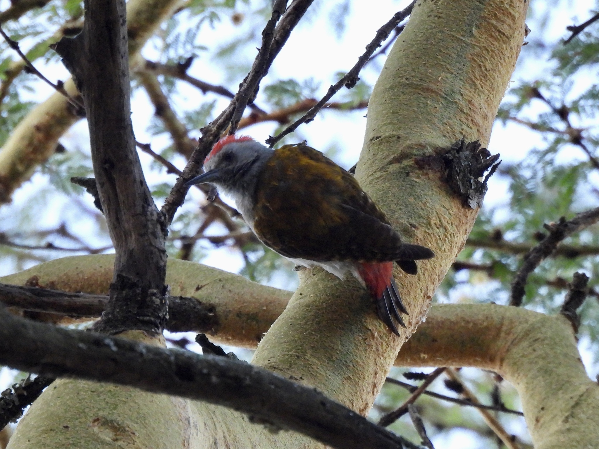 Eastern Grey Woodpecker