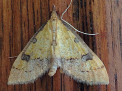 Choristostigma zephyralis