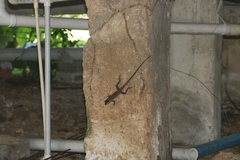 Anolis richardii