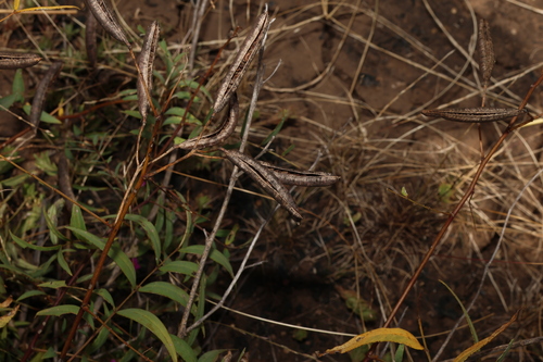 Image of Senna barclayana by (c) Greg Tasney, some rights reserved (CC BY-SA)