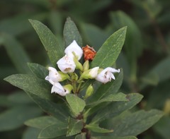 Bowkeria verticillata