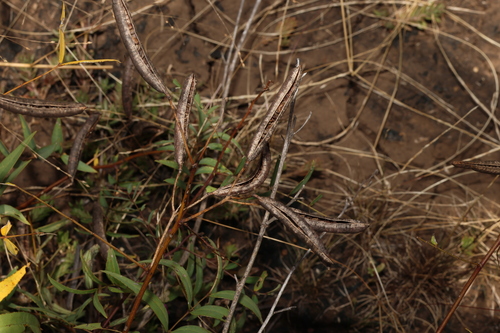 Senna barclayana, photograph 2