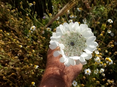 Artedia squamata