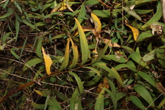 (c) Greg Tasney, some rights reserved (CC BY-SA) Senna barclayana, photograph (c) Greg Tasney, some rights reserved (CC BY-SA)