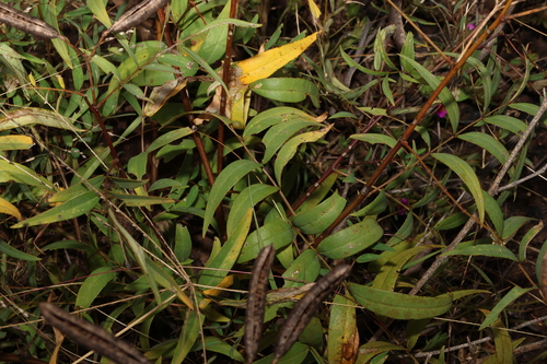 Senna barclayana, photograph 4