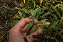 (c) Greg Tasney, some rights reserved (CC BY-SA) Senna barclayana, photograph (c) Greg Tasney, some rights reserved (CC BY-SA)