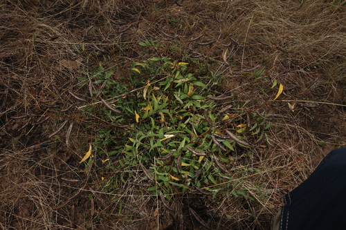 Pepperleaf Senna (Senna barclayana)