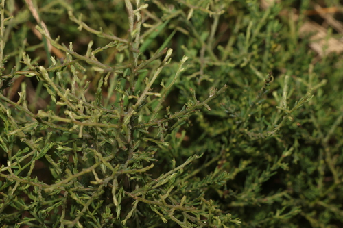 Image of Maireana microphylla by (c) Greg Tasney, some rights reserved (CC BY-SA)