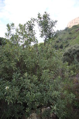 Bowkeria verticillata