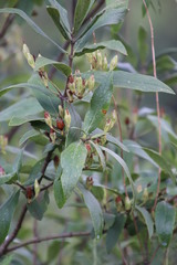 Bowkeria verticillata