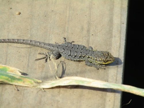 Blue-Green Smooth-throated Lizard, photo 2 of 7