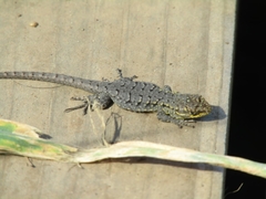 Thin Tree Iguana photo 2