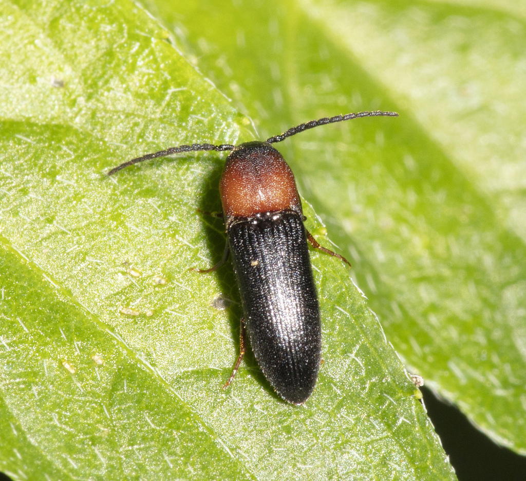 Phaenobolus