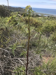 Delphinium cardinale